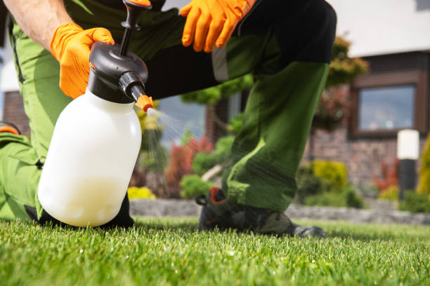Best Flea Control Services  in Morrow, GA