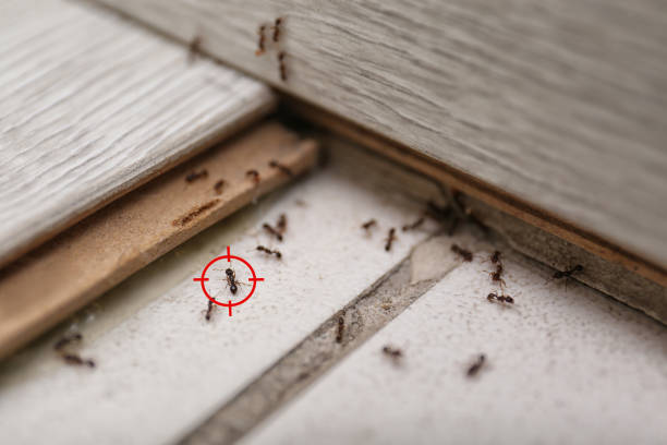 Best Affordable Pest Control Services  in Morrow, GA